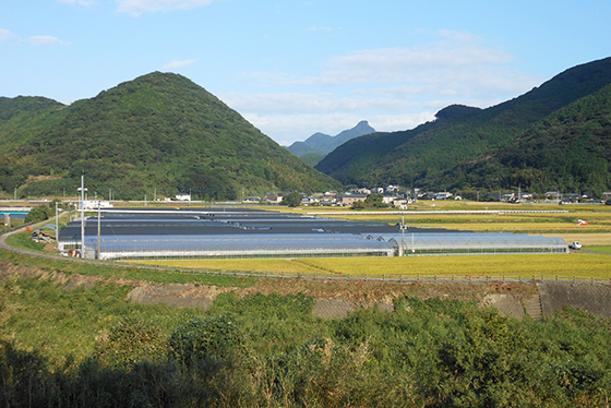 アスパラガス（川棚町）