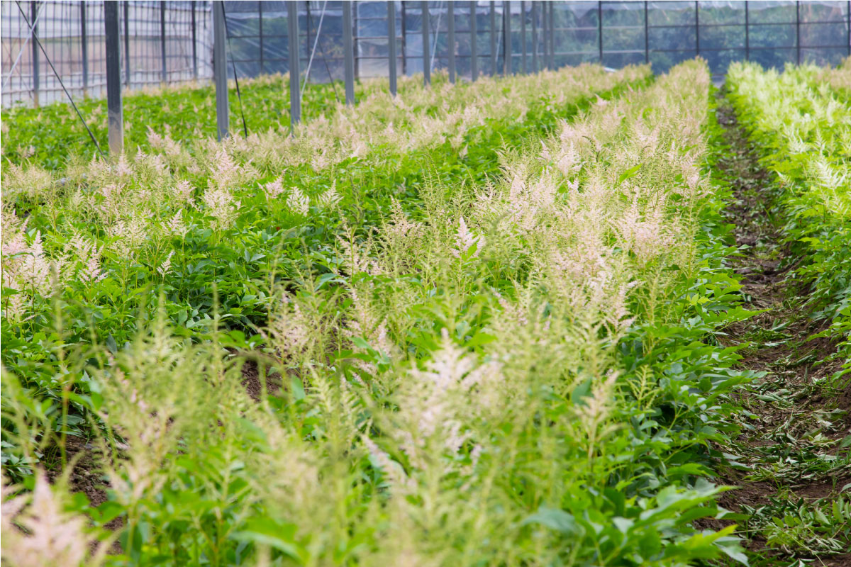 アスチルベ栽培の圃場