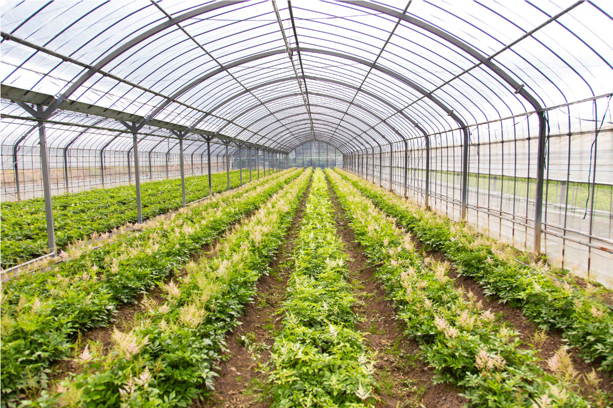 アスチルベ栽培の圃場