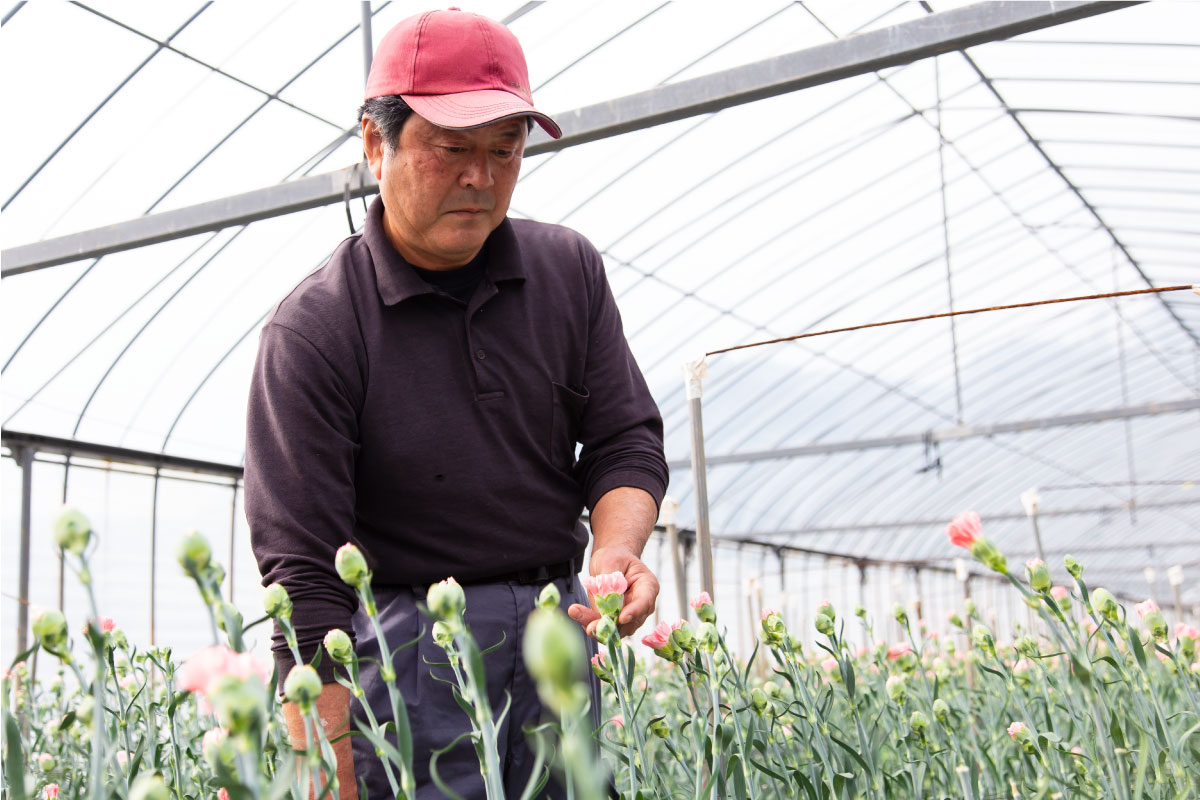 カーネーションの栽培