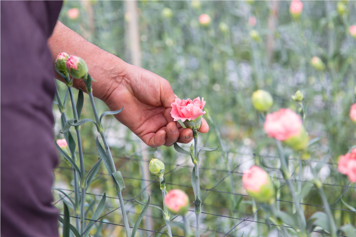 カーネーションの栽培