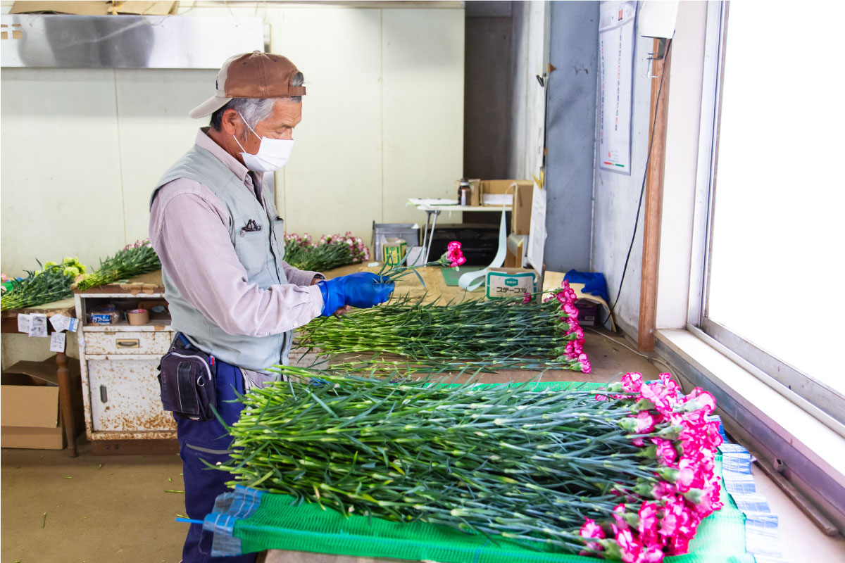 カーネーション生産者