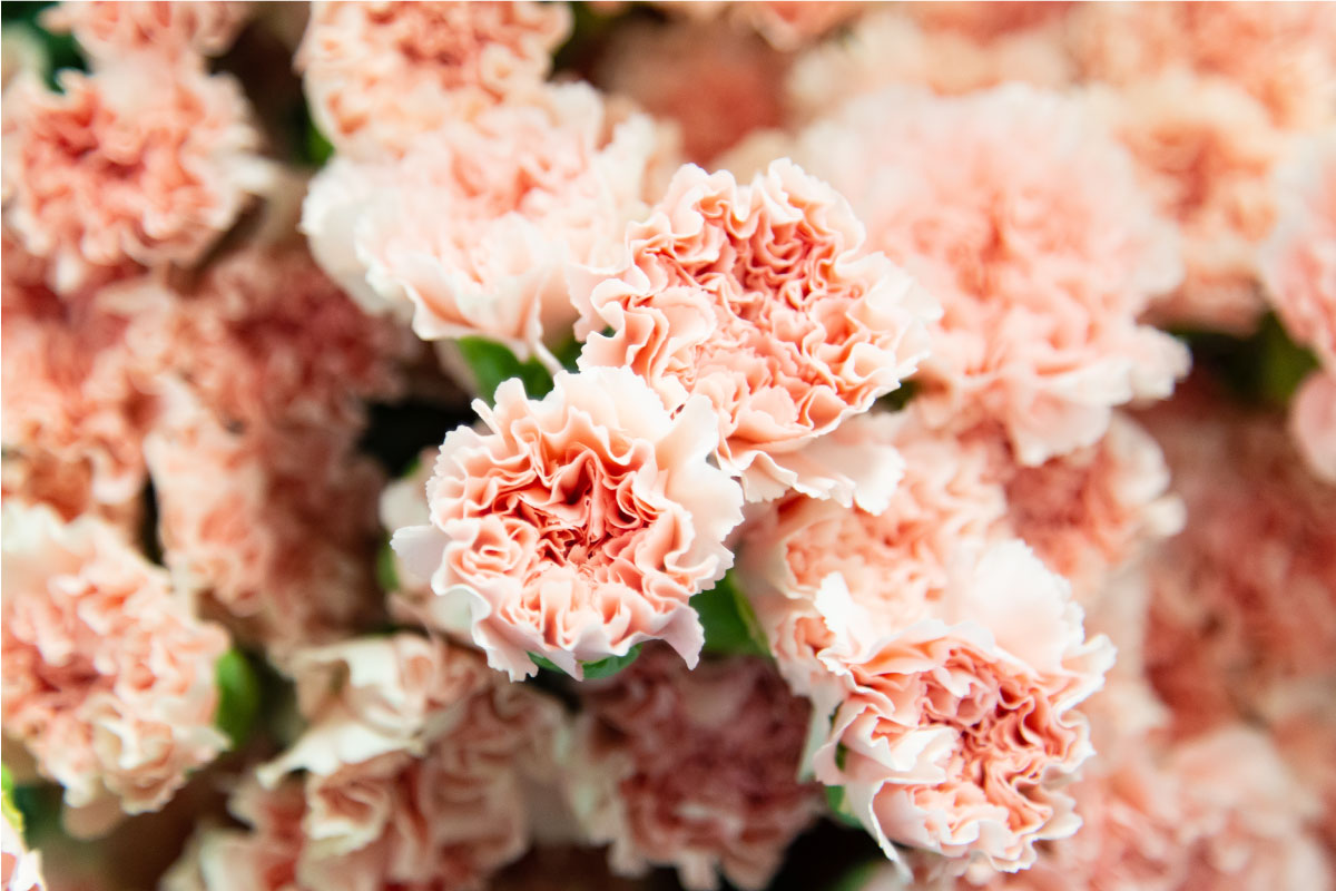 カーネーション