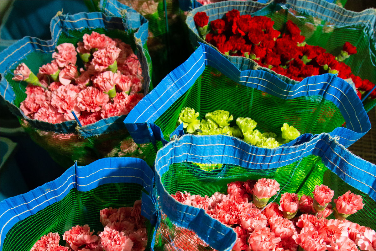 収穫したカーネーション