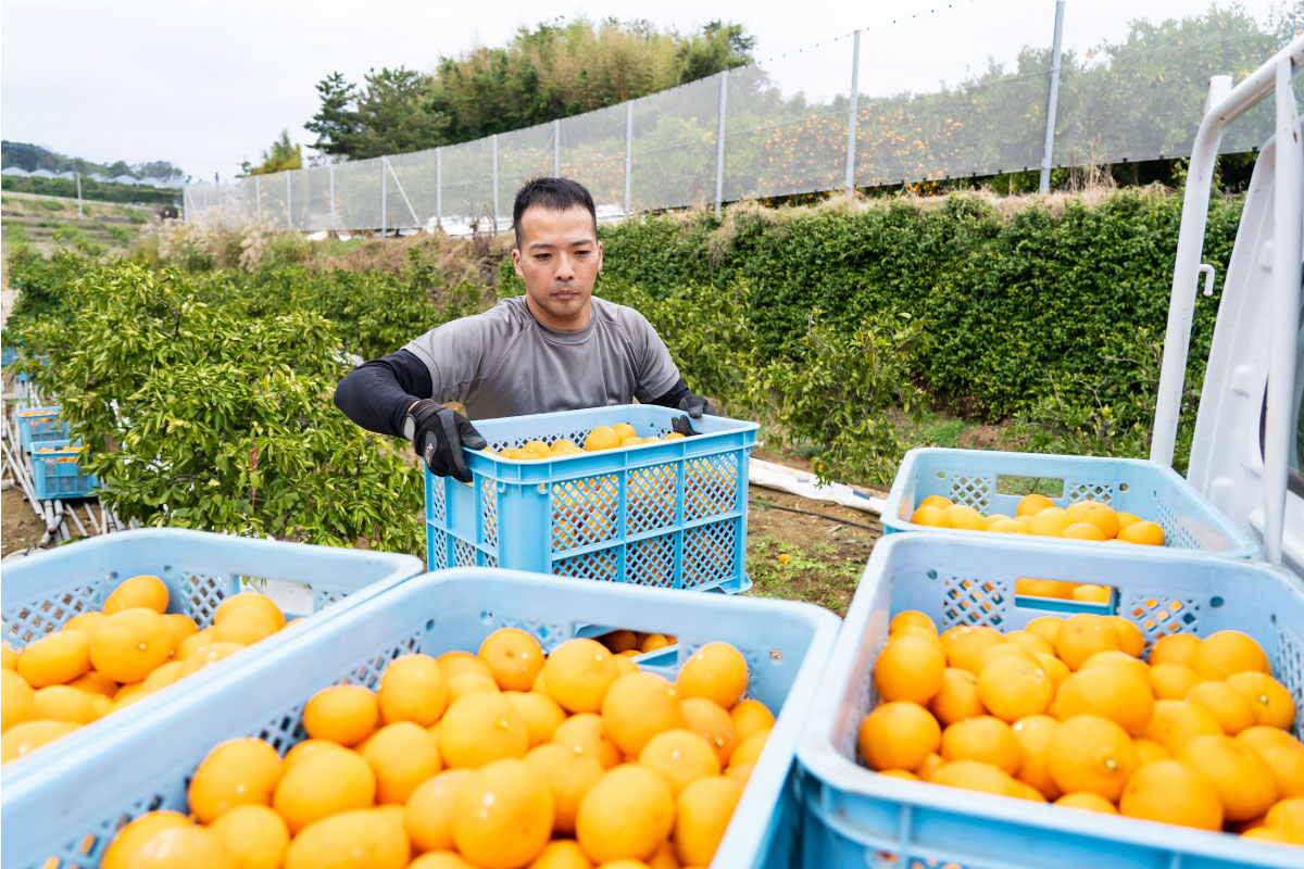 収穫した西海みかん