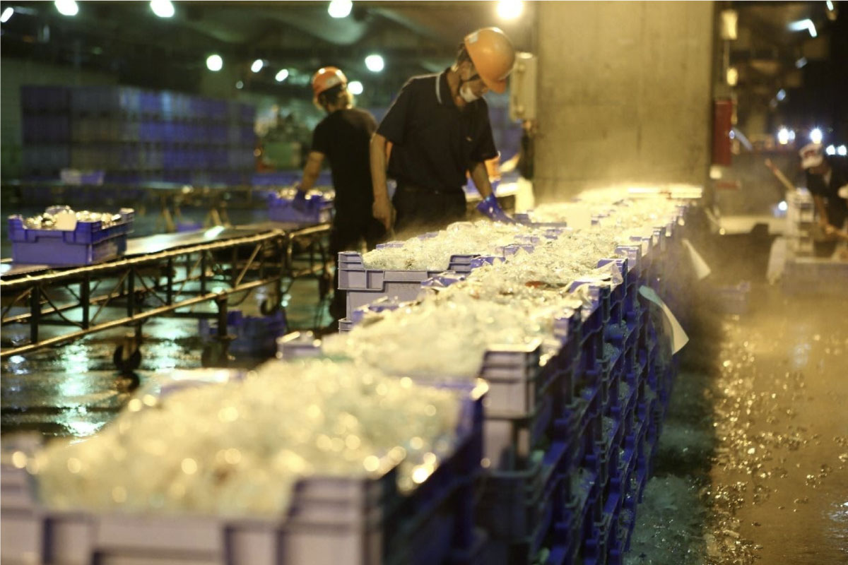 水揚げした旬さば