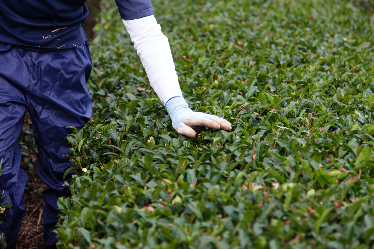 お茶の有機栽培