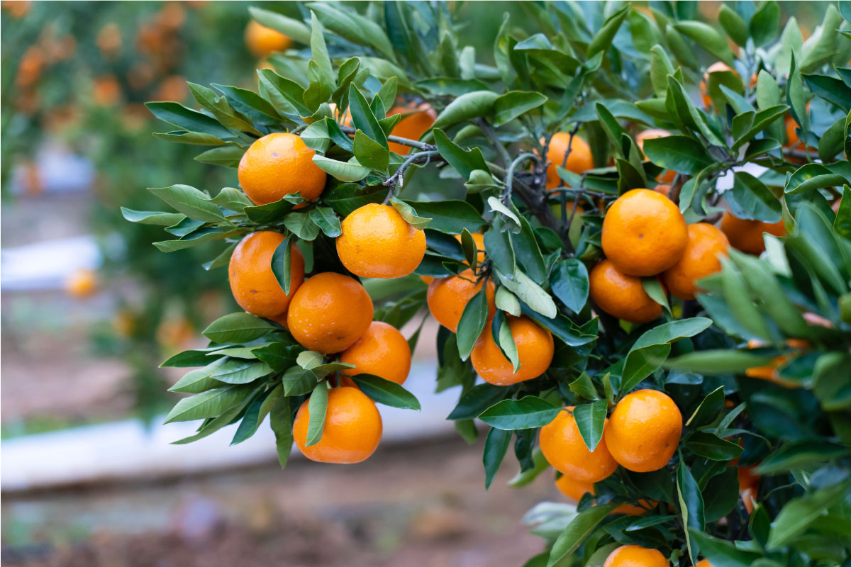 西海みかんの木