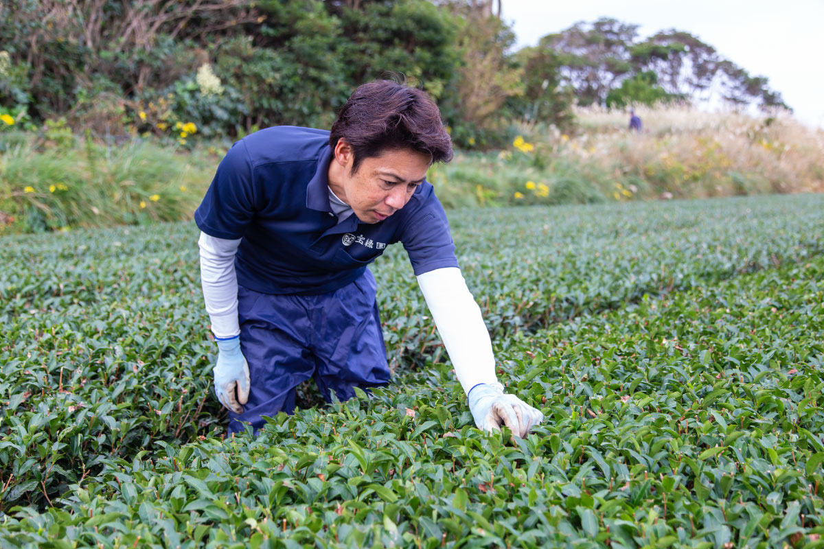 佐々町のお茶農家 寶持さん