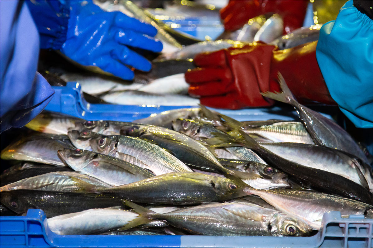 出荷される旬さば