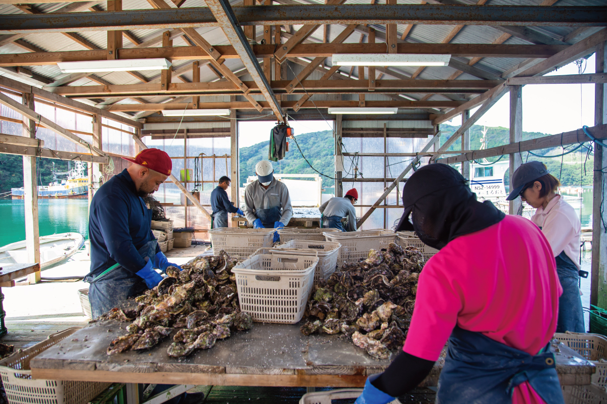 牡蠣養殖工程での手作業風景