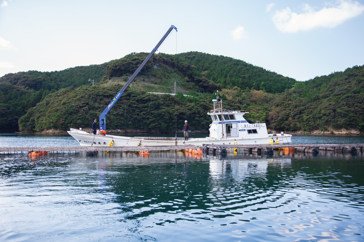 岩牡蠣の養殖作業風景