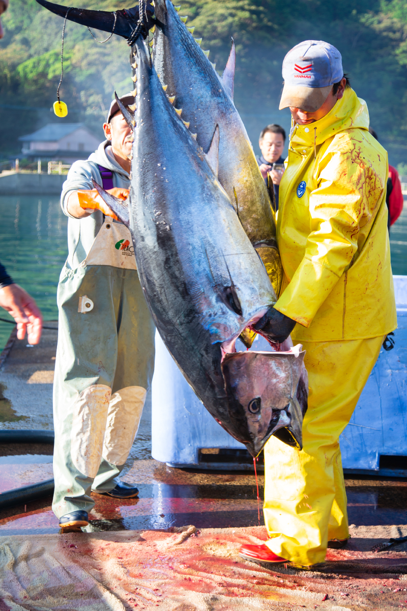 水揚げしたクロマグロ