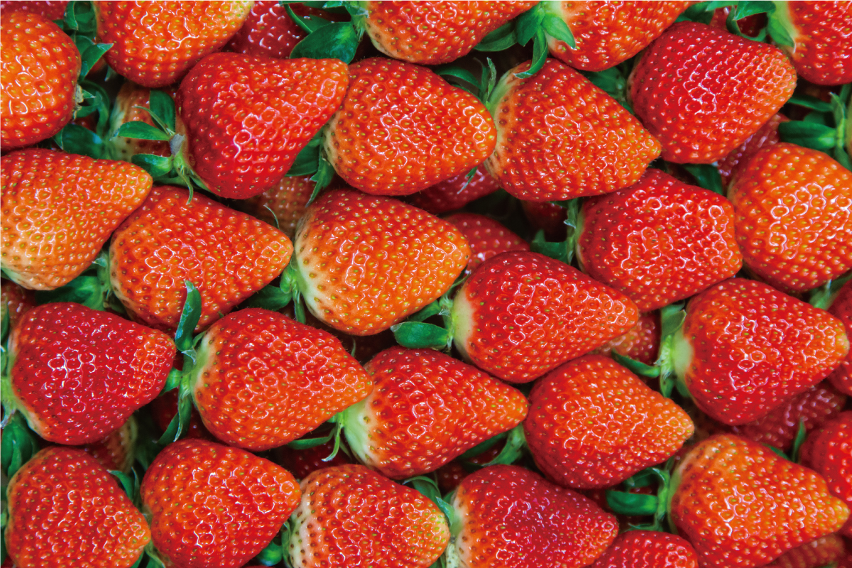 いちご ゆめのか