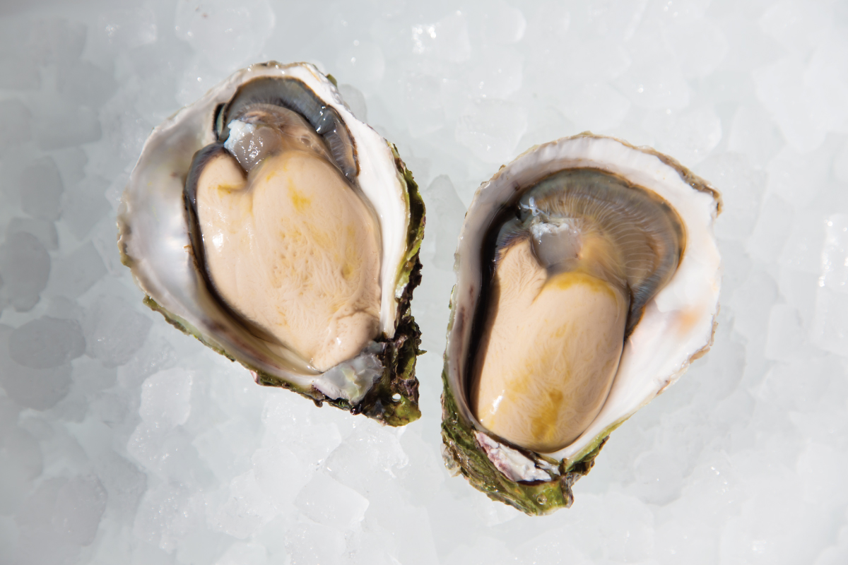 新上五島の岩牡蠣