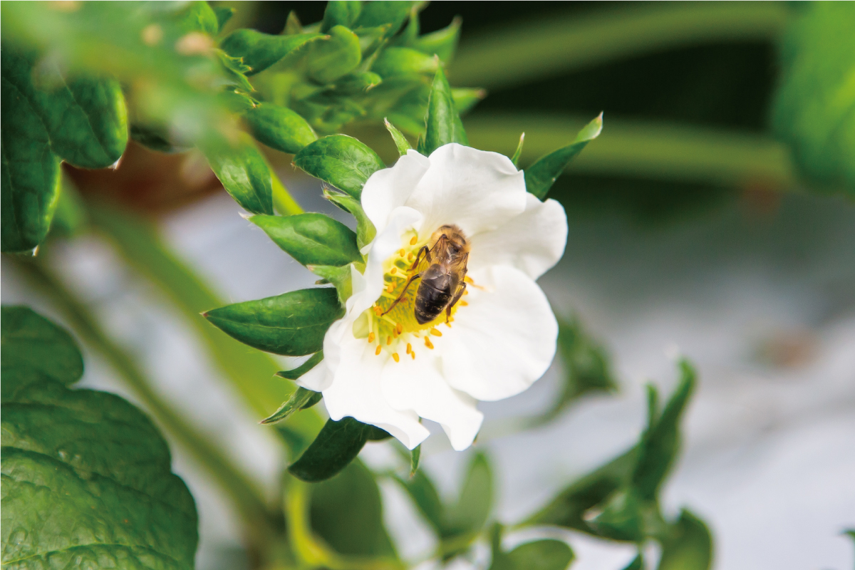 いちごのみつばち交配