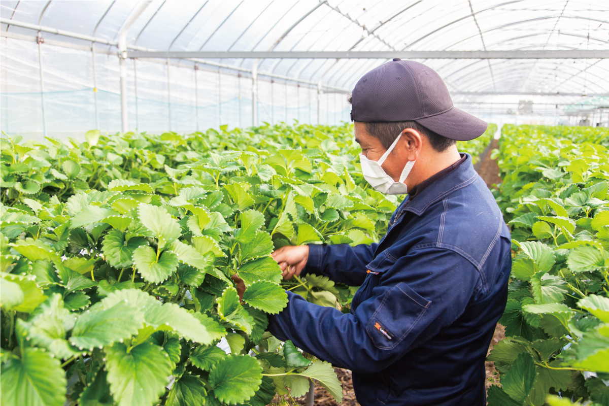 イチゴの栽培をする田中さん