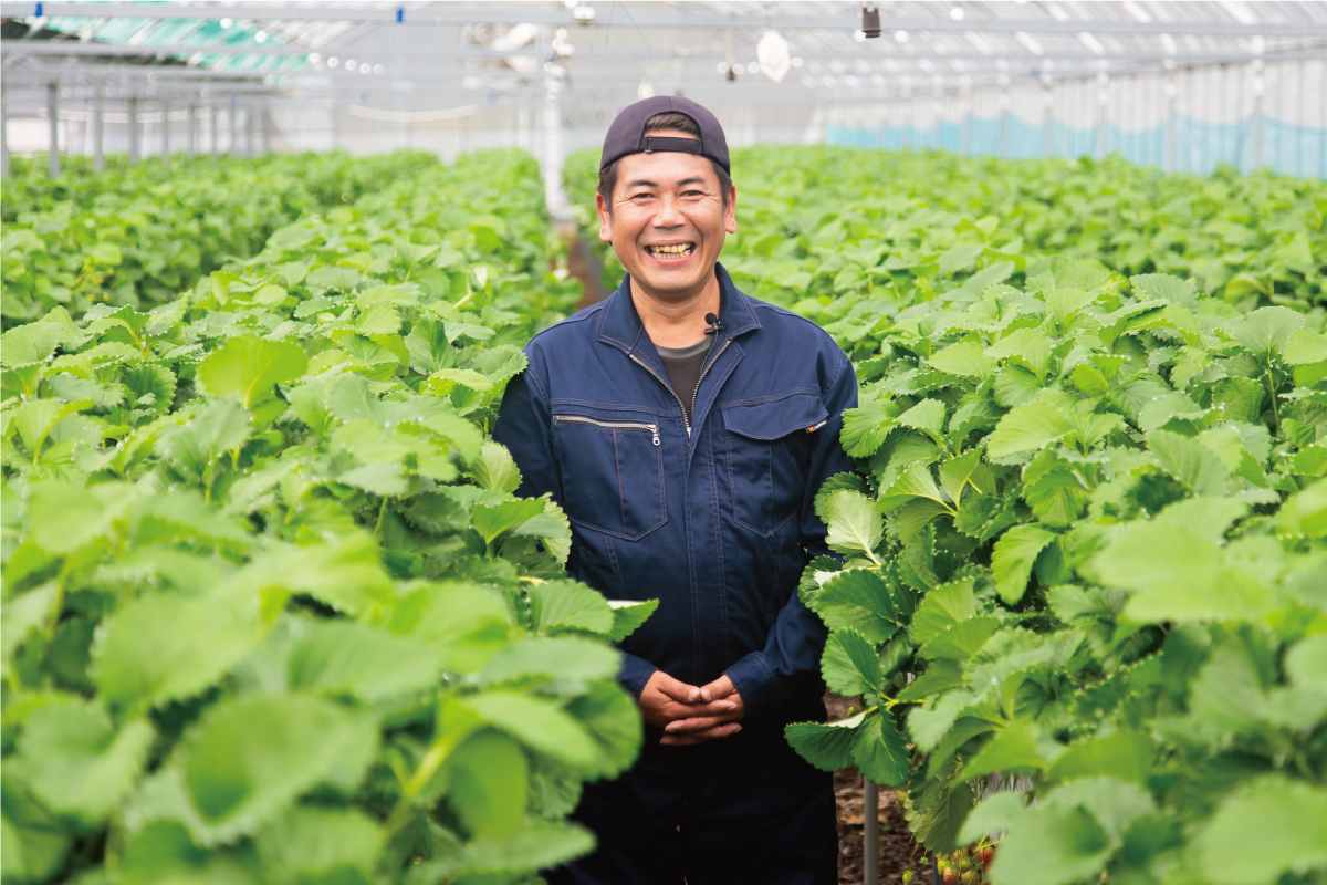 イチゴの栽培をする田中さん