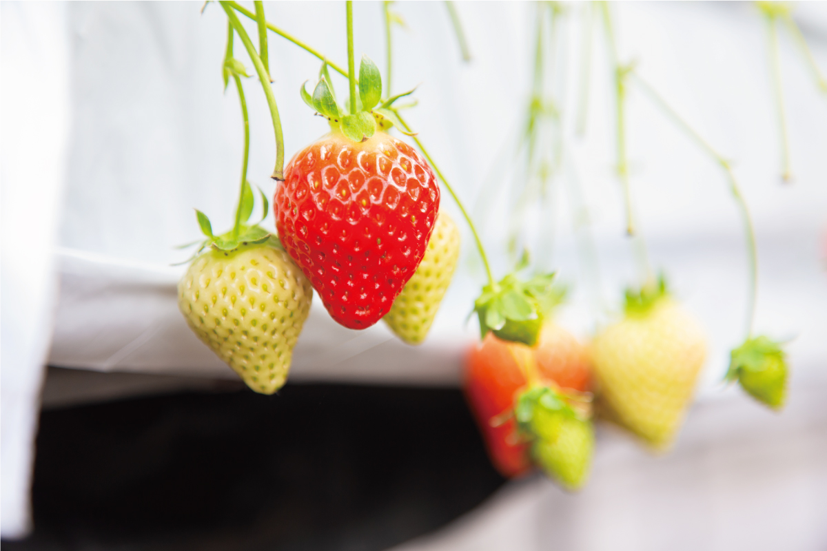 イチゴの栽培