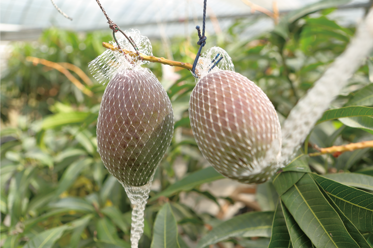 堀内フルーツファームで栽培中のマンゴー