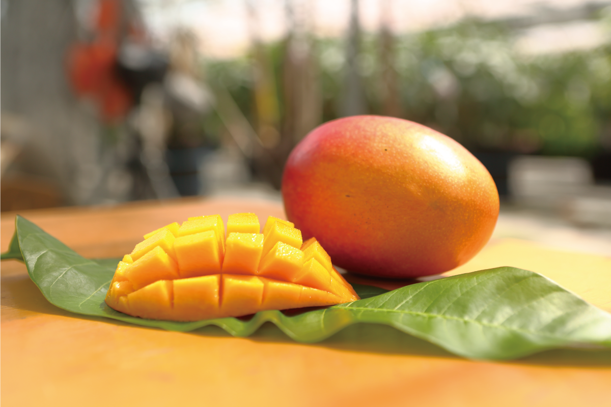 堀内フルーツファームで栽培したマンゴー