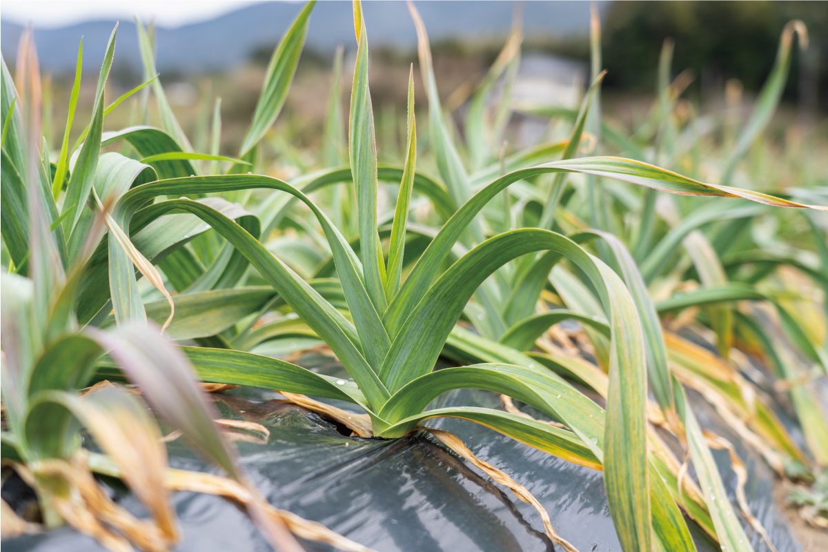 オイスターニンニクの栽培風景