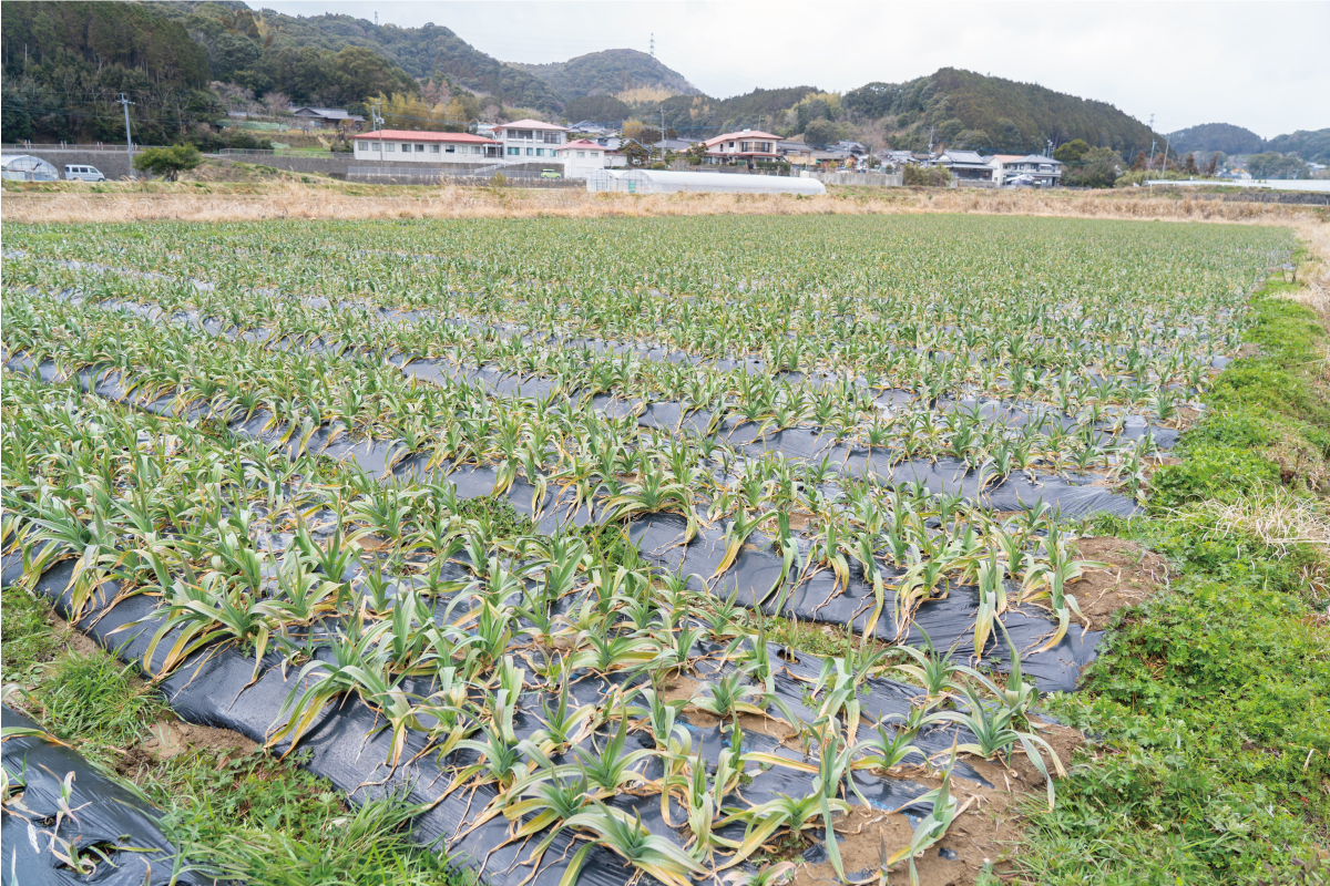 オイスターニンニクの畑