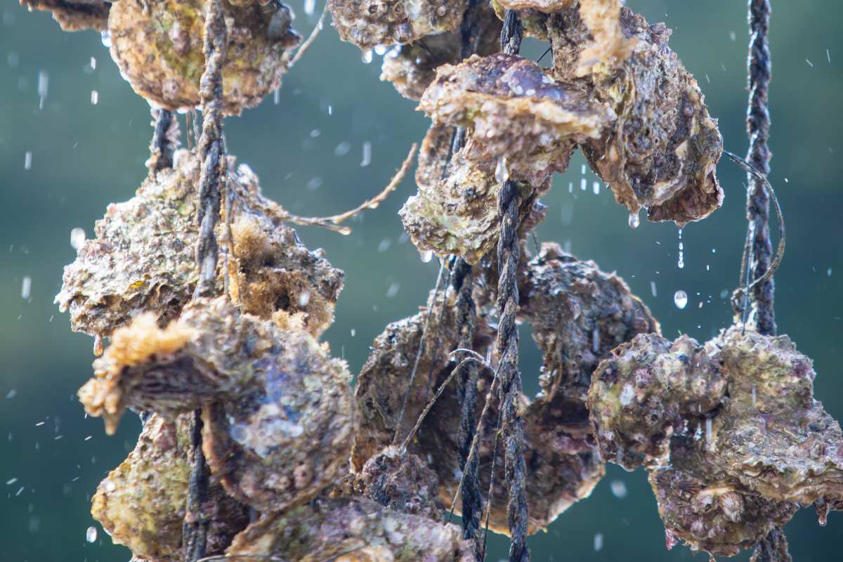 吊るされた岩牡蠣