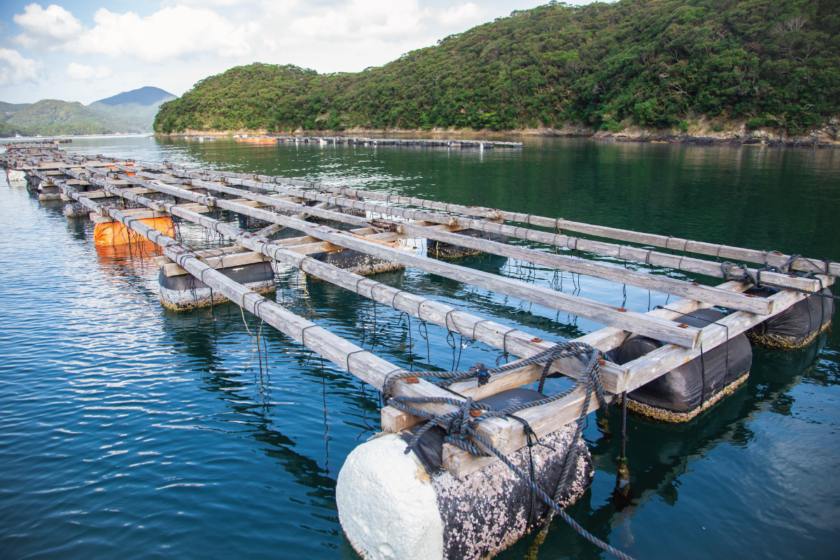 新上五島町の岩牡蠣養殖場