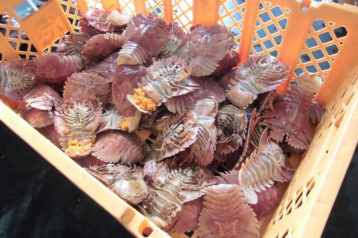 ウチワエビ 西九州食財